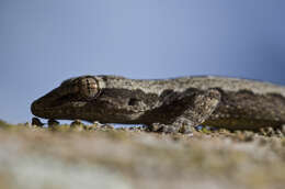 Hemidactylus platyurus (Schneider 1797) resmi