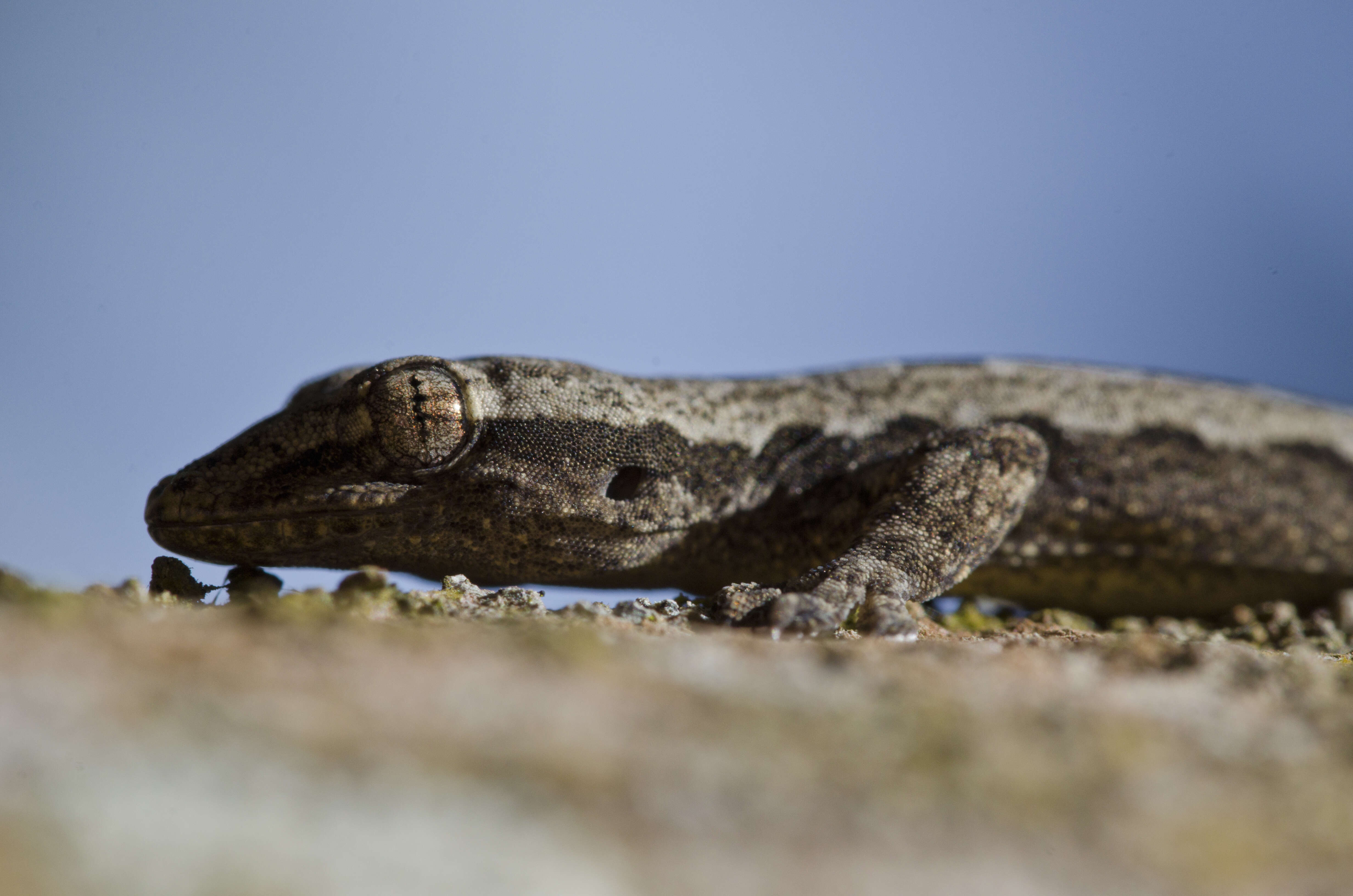 Hemidactylus platyurus (Schneider 1797) resmi