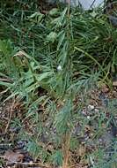 Image de Epilobium brachycarpum Presl