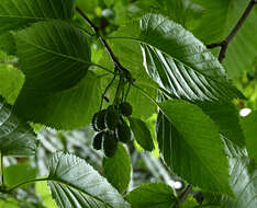 Image of Alnus maximowiczii Callier