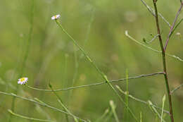 Image of Island American-Aster