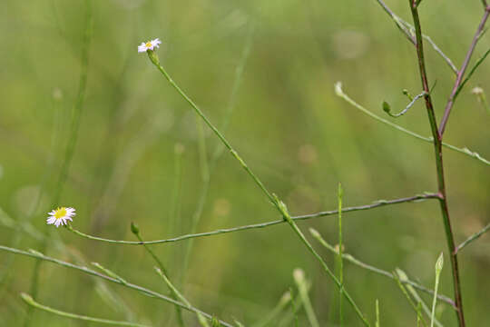 Image of Island American-Aster