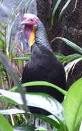 Image of Green Junglefowl