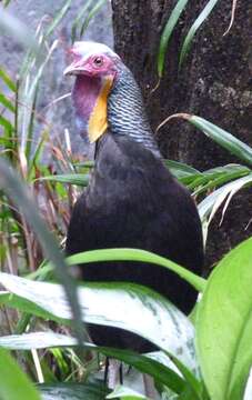 Image of Green Junglefowl