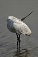 Image of Black-faced Spoonbill