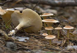 Image of funnel clitocybe