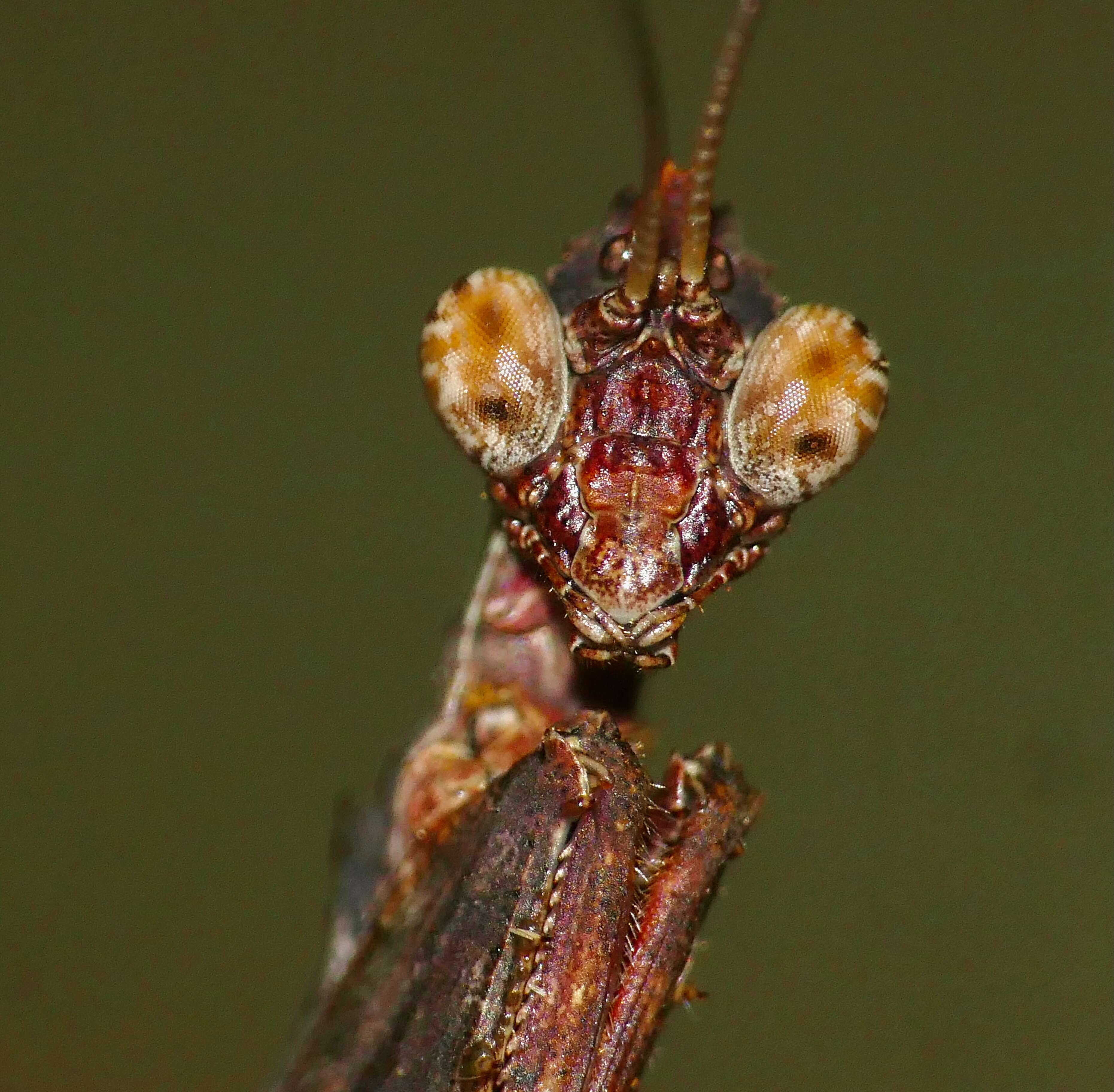 Plancia ëd Oxypiloidea (Oxypiloidea) tridens Saussure 1872