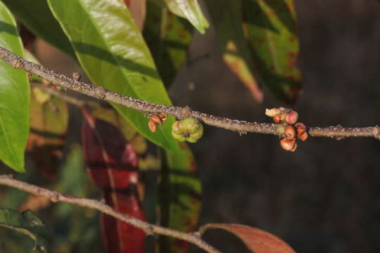 Image of Phyllanthus hohenackeri Müll. Arg.