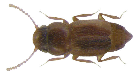 Image of Ptinella aptera (Guérin-Méneville 1839)