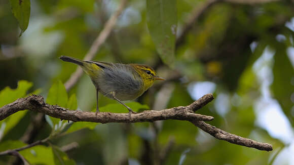 Image of Yellow-throated Warbler