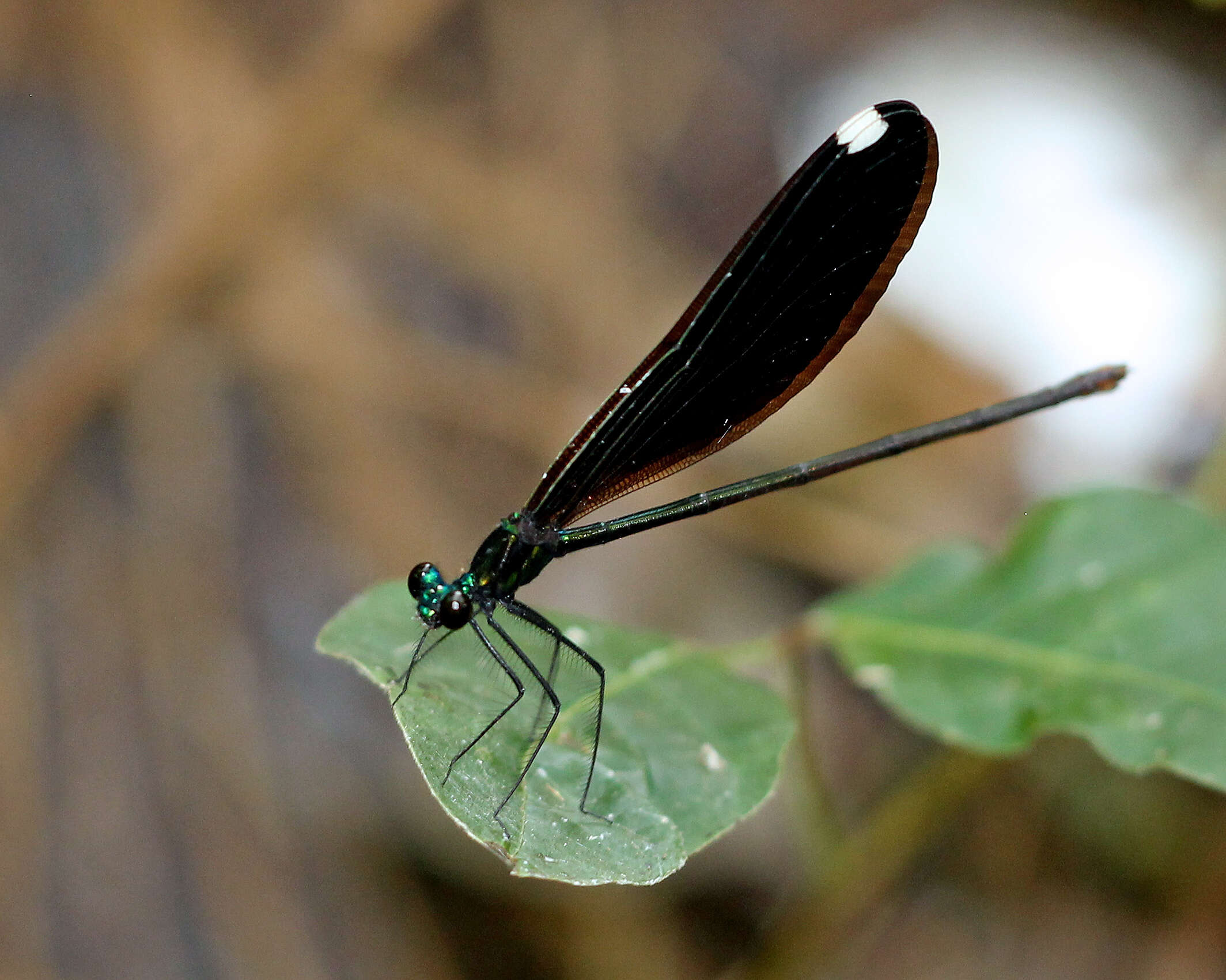 Image of Ebony Jewelwing