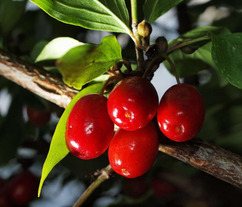 Image of Cornelian cherry dogwood