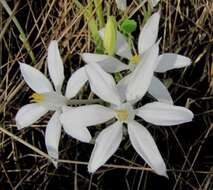 Image of Pancratium parvum Dalzell