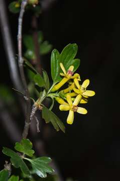 Image of golden currant