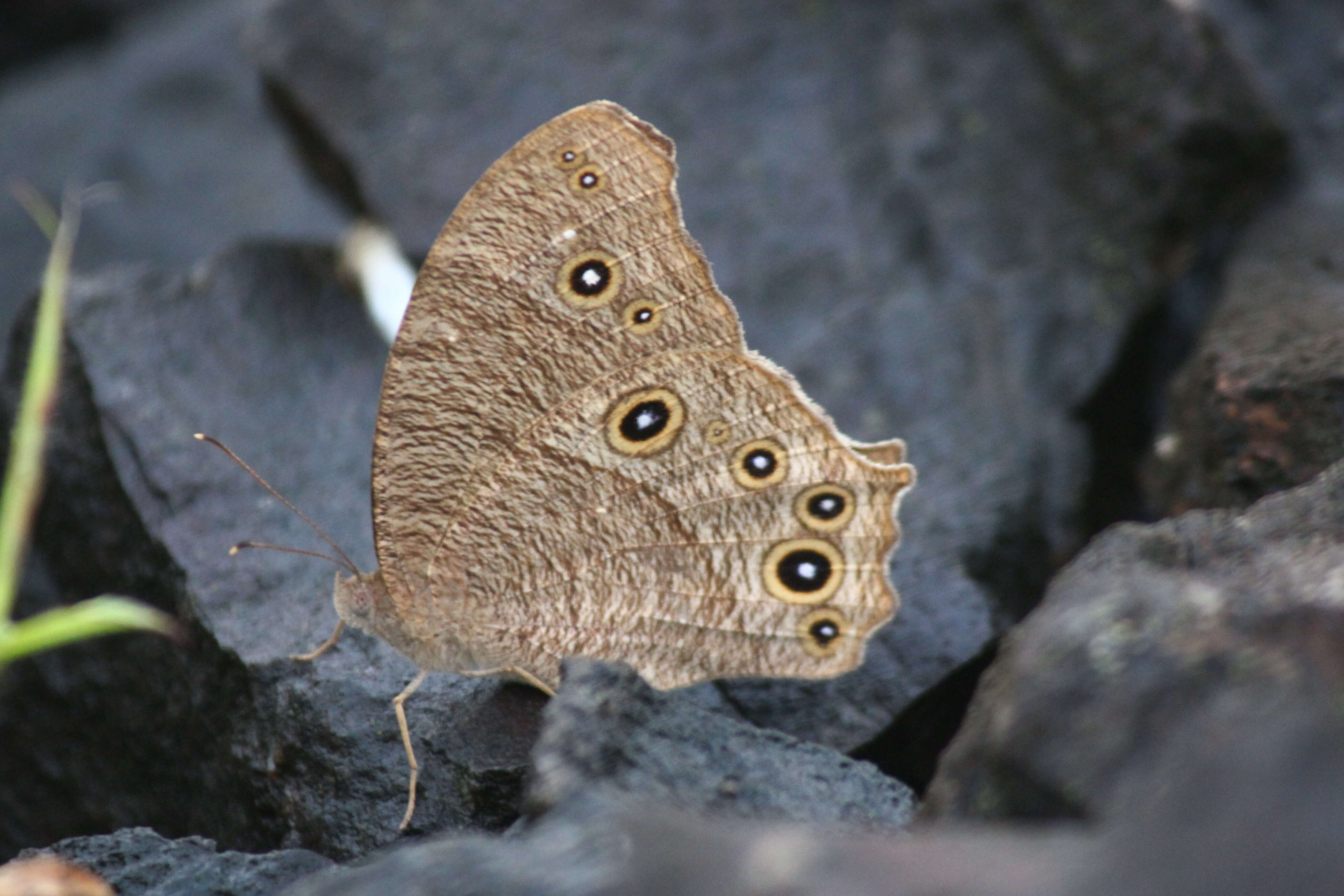 Plancia ëd Melanitis leda Linnaeus 1758