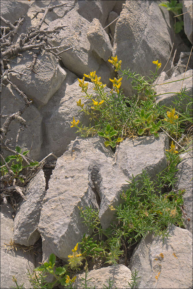 صورة Genista sylvestris subsp. dalmatica (Bartl.) H. Lindb.