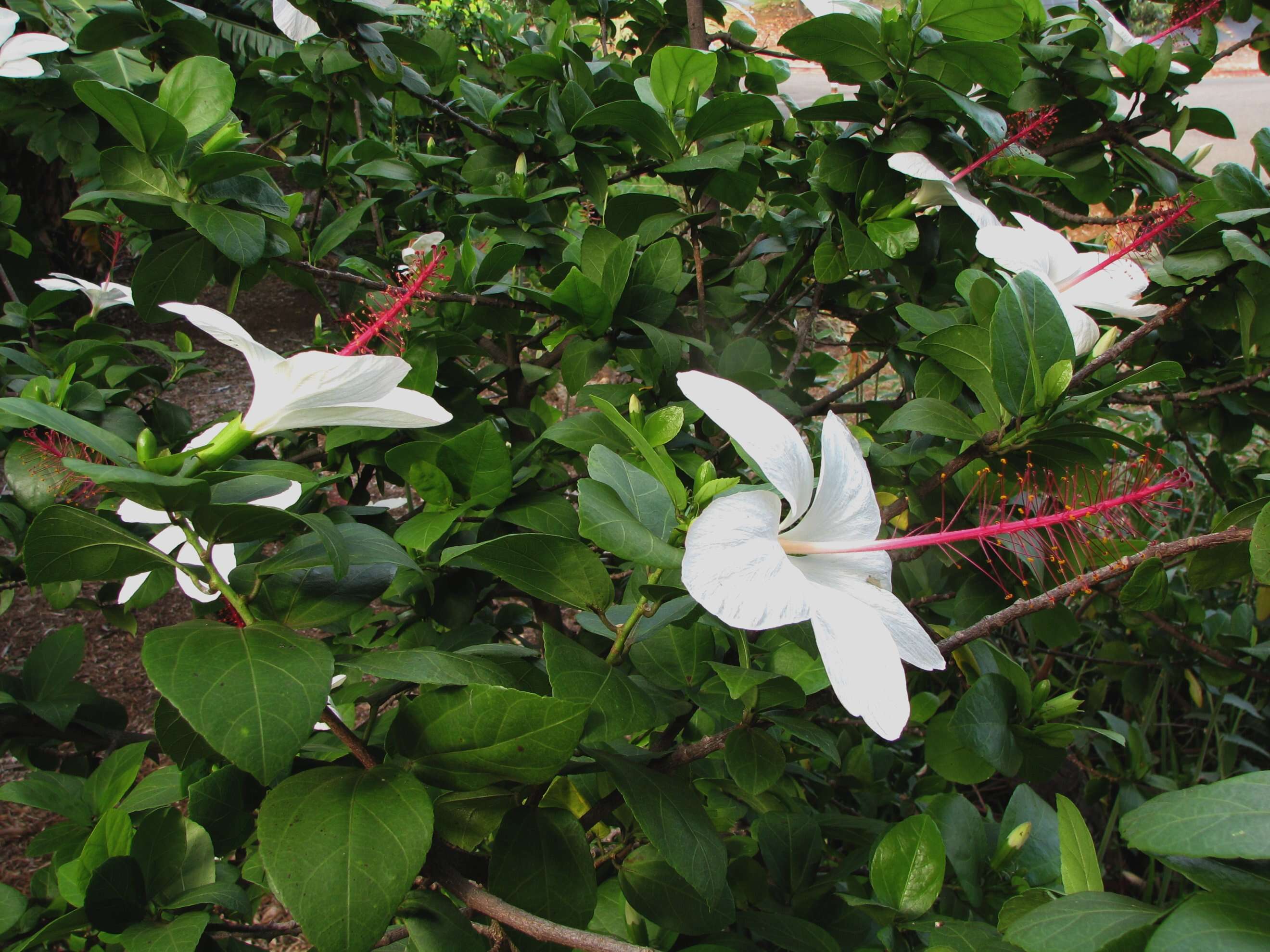 Image of white rosemallow