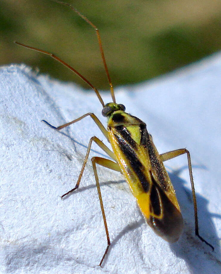 Image of Two-spotted Grass Bug