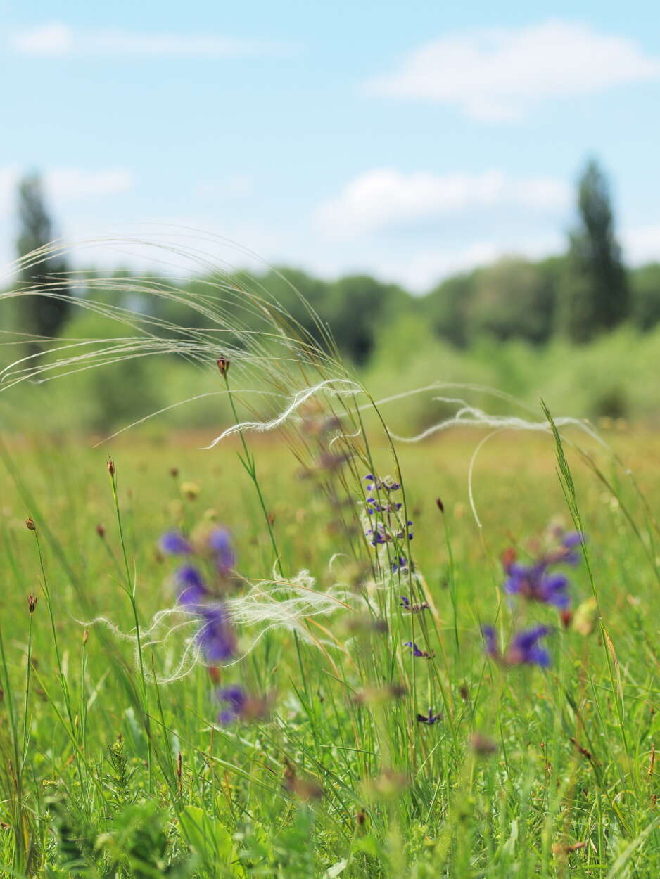 Imagem de Stipa pennata L.