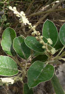 Image of Croton ferrugineus Kunth