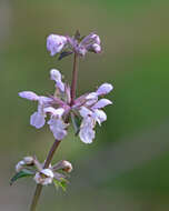 Слика од Stachys floridana Shuttlew. ex Benth.