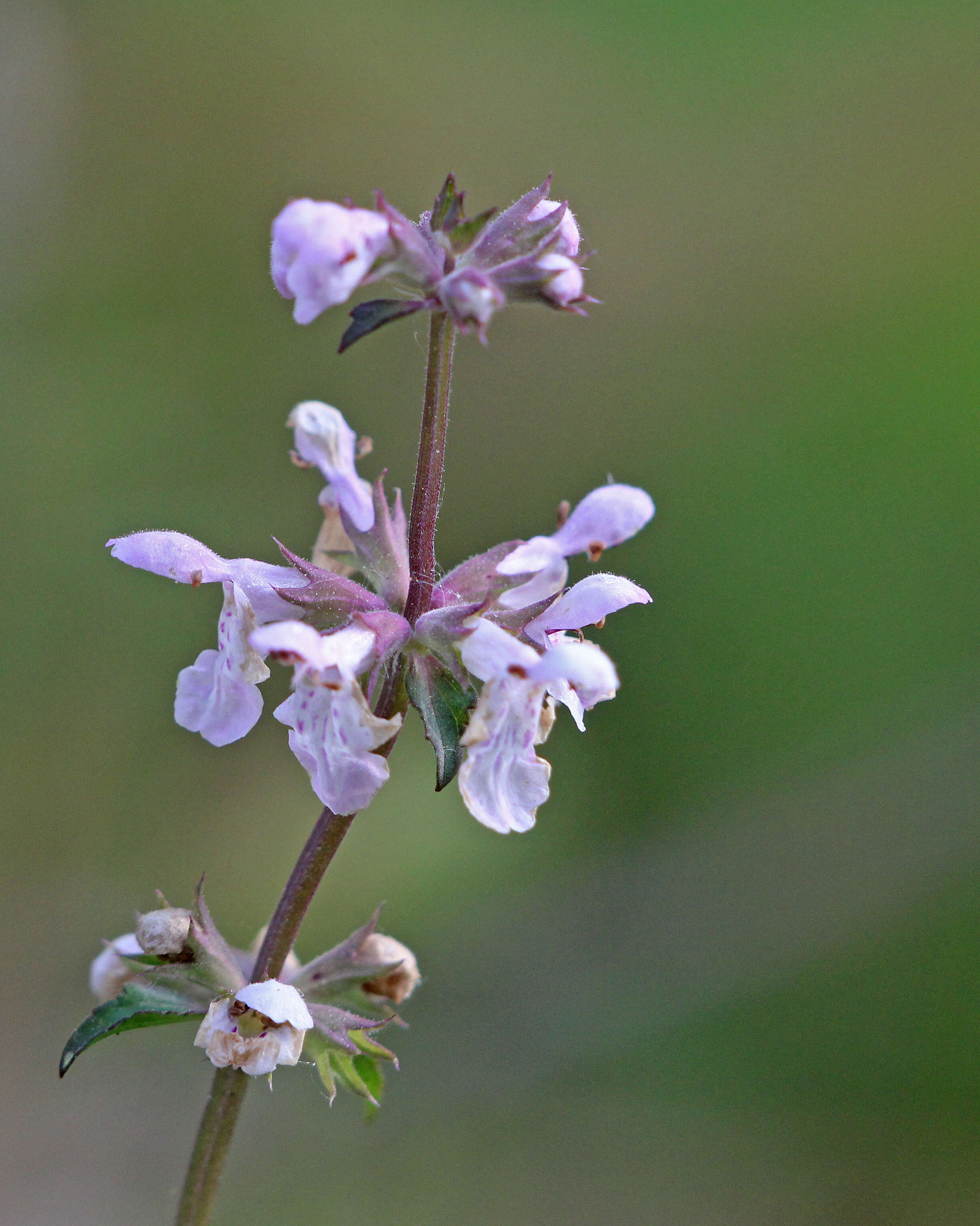 Слика од Stachys floridana Shuttlew. ex Benth.