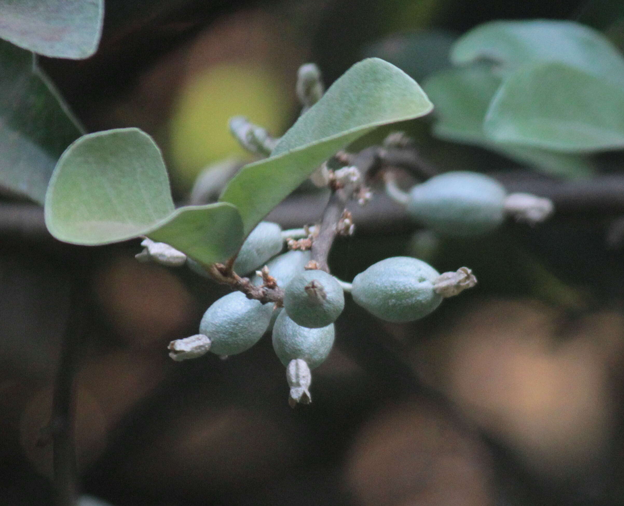 Image of Elaeagnus conferta Roxb.