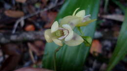 Image of Koellensteinia spiralis Gomes Ferreira & L. C. Menezes