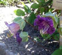 Imagem de Cobaea scandens Cav.