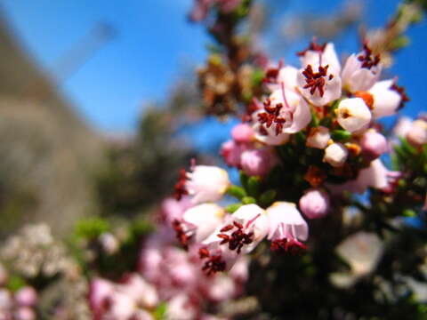 Слика од Erica manipuliflora Salisb.