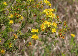 Image of peelbark St. Johnswort