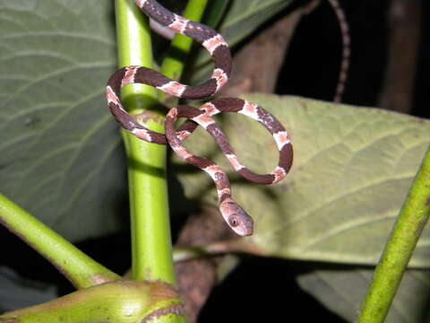 Image of Yucatán Blunthead Snake