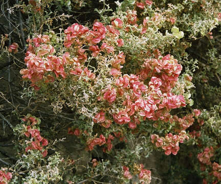 Image de Atriplex lampa (Moq.) Gillies