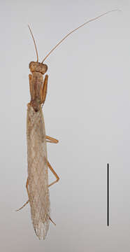 Image of Galepsus (Onychogalepsus) focki Werner 1923