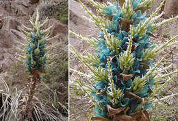 Image of Puya berteroniana Mez