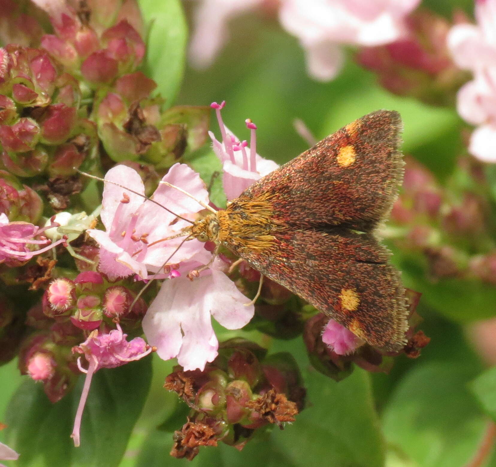 Image of Mint moth