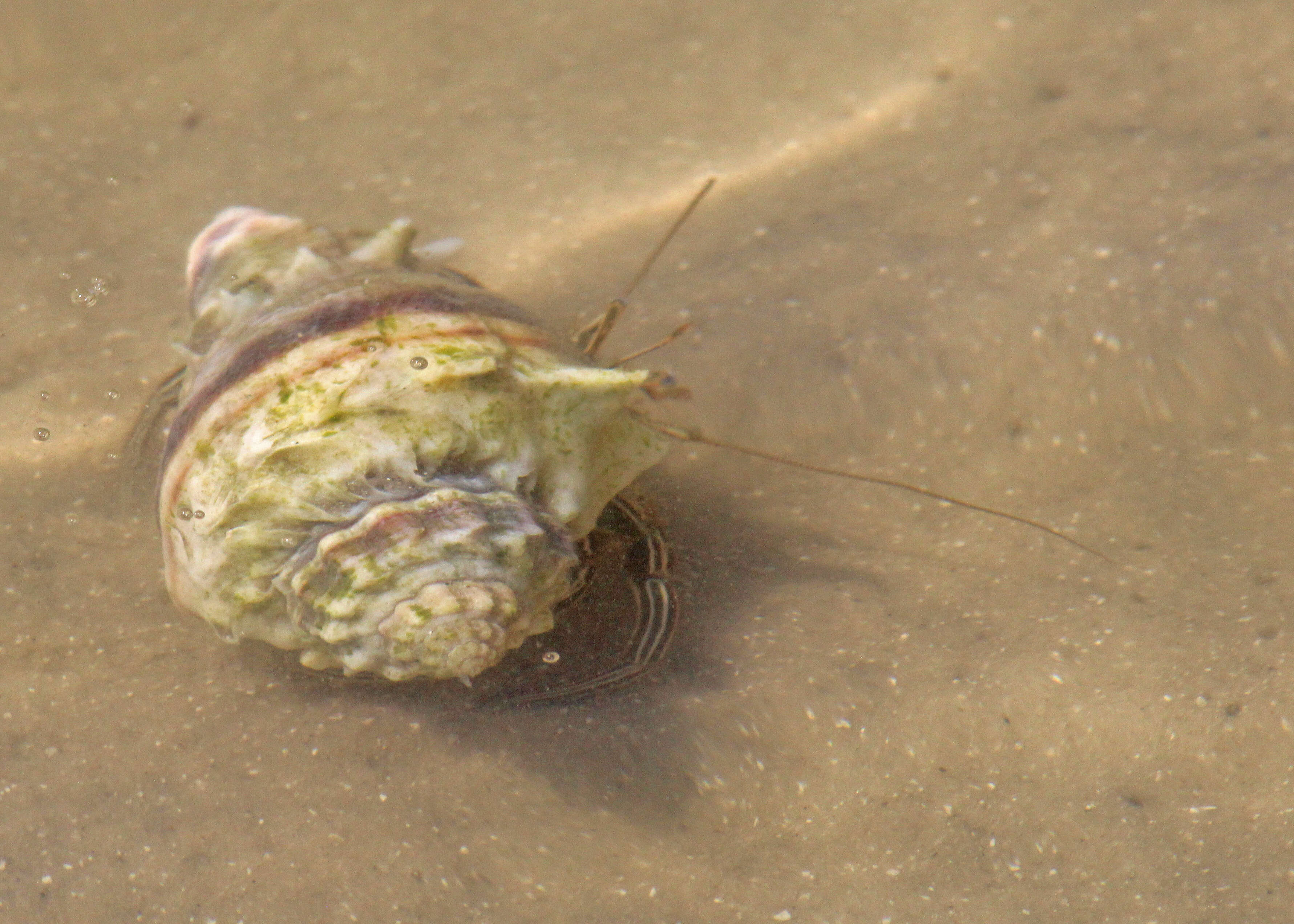 Image of Thinstripe Hermit Crab