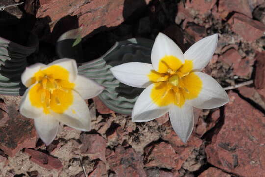 Image of Tulipa regelii Krasn.