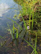 Image of Water Mint