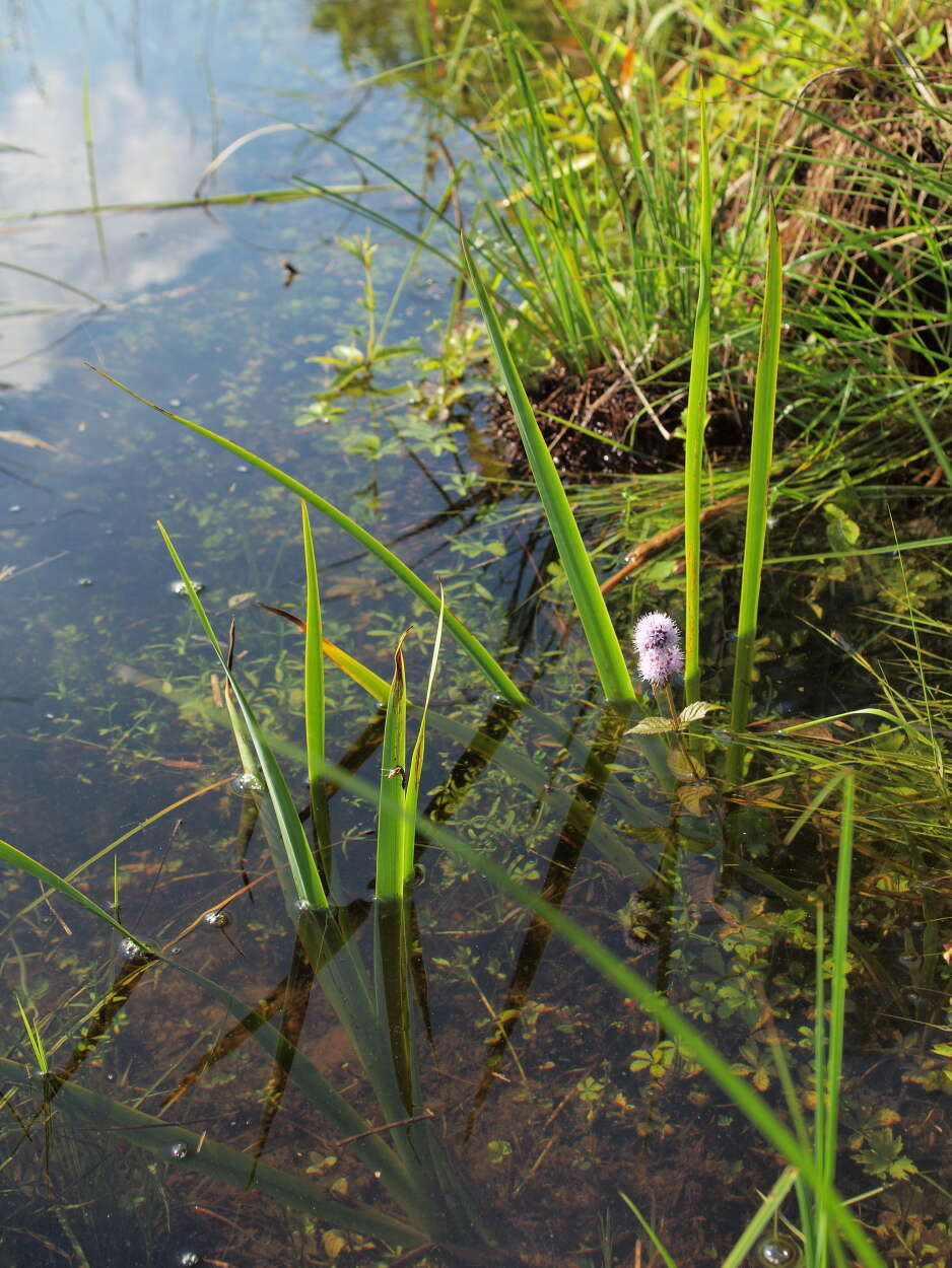 Image of Water Mint