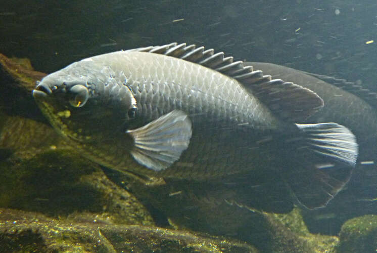 Image of Climbing perch