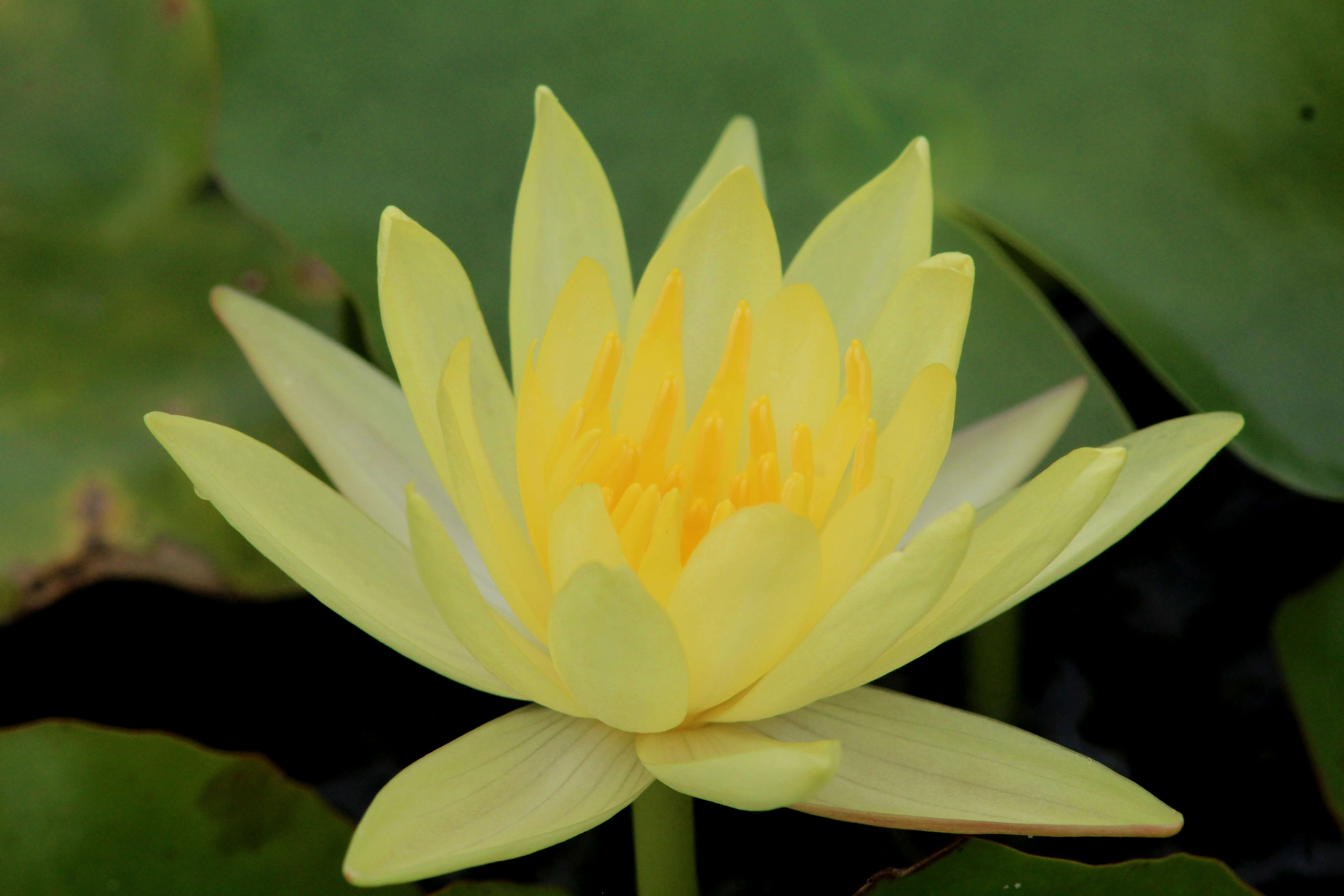 Image of yellow waterlily