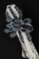 Image of Pinktoe tarantula