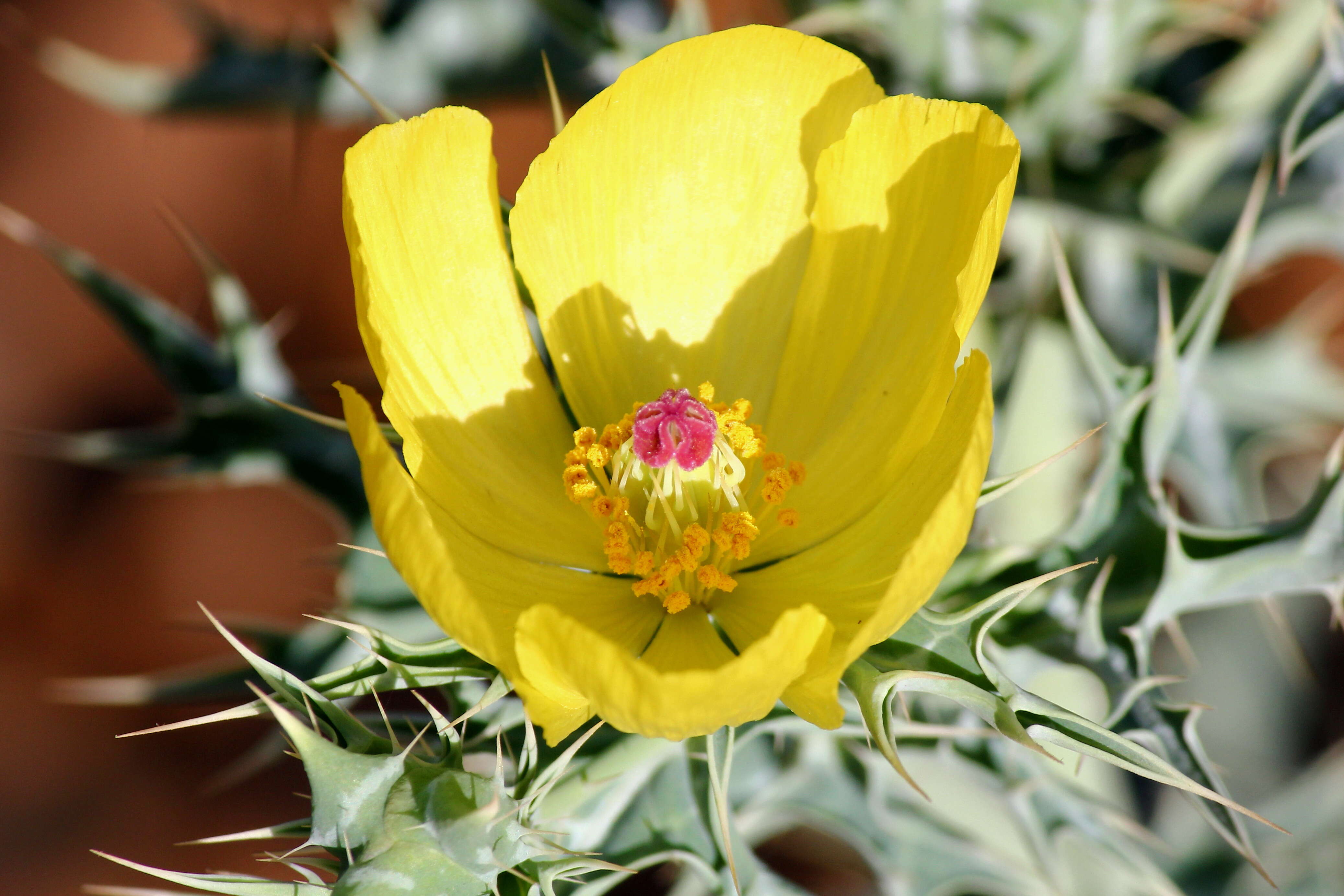 Image of Mexican pricklypoppy