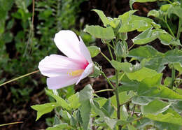 Hibiscus grandiflorus Michx.的圖片