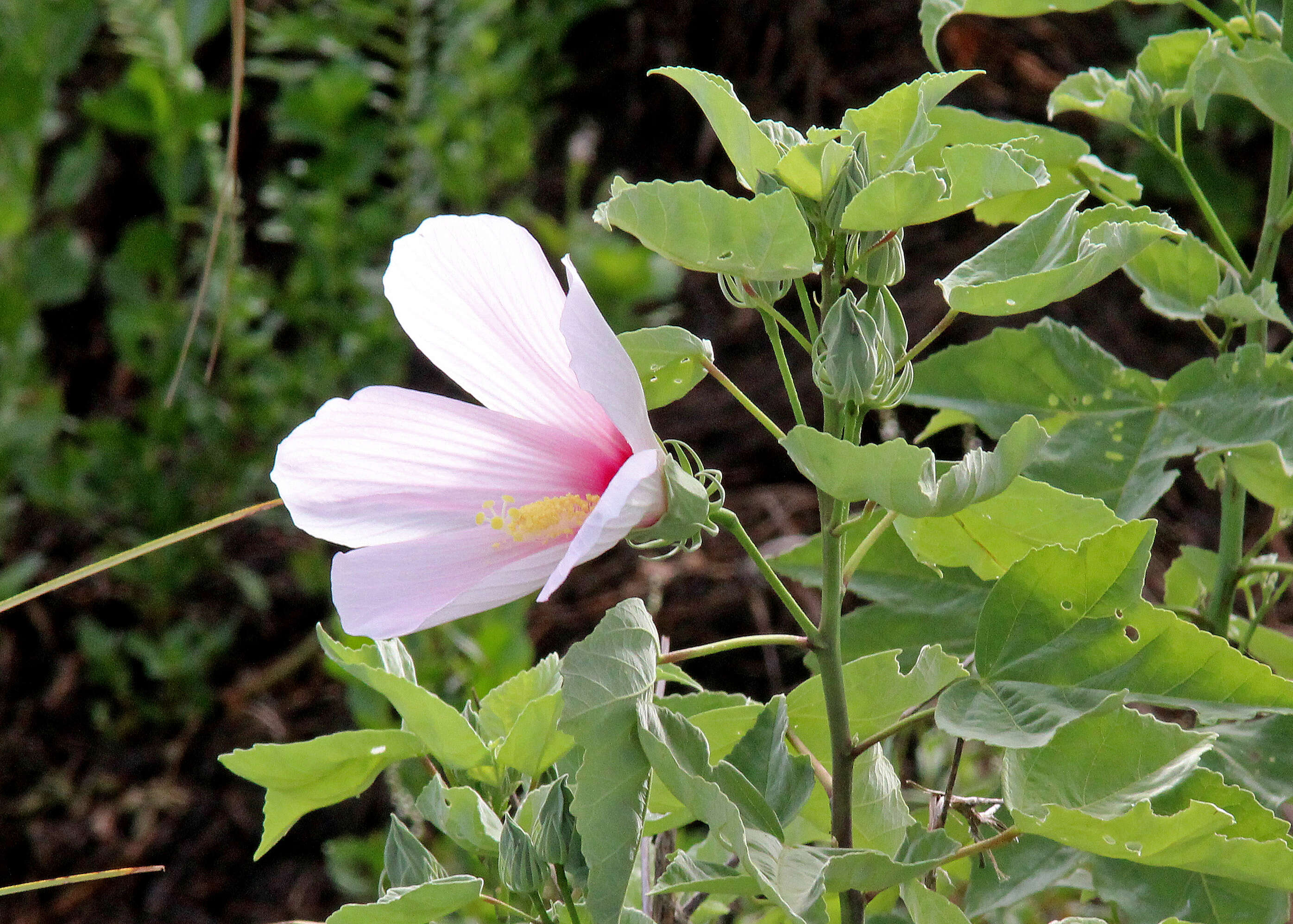 Hibiscus grandiflorus Michx.的圖片