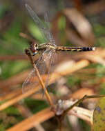 Image of Little Blue Dragonlet