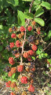 Image of elmleaf blackberry