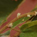 Duboscia viridiflora (K. Schum.) Mildbr.的圖片