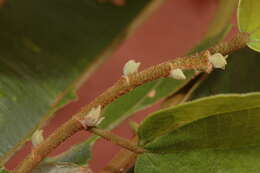 Sivun Duboscia viridiflora (K. Schum.) Mildbr. kuva